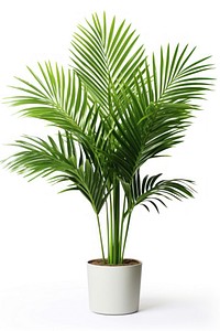 Areca palm plant leaf tree. AI generated Image by rawpixel.