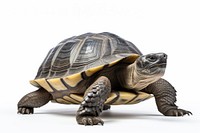Tortoise reptile animal shell. AI generated Image by rawpixel.