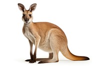 Kangoroo kangaroo wallaby mammal. AI generated Image by rawpixel.