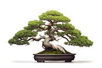 Japanese bonsai plant tree. AI generated Image by rawpixel.
