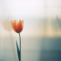 a blurry picture of a singel tulip behind the blurred glass. 