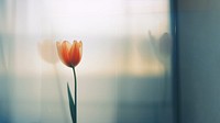 a blurry picture of a singel tulip behind the blurred glass. AI generated Image by rawpixel.