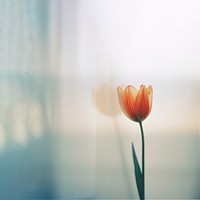 a blurry picture of a singel tulip behind the blurred glass. 