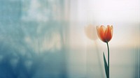 a blurry picture of a singel tulip behind the blurred glass. AI generated Image by rawpixel.