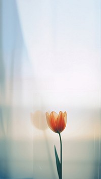 a blurry picture of a singel tulip behind the blurred glass. 