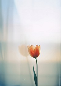 a blurry picture of a singel tulip behind the blurred glass. 