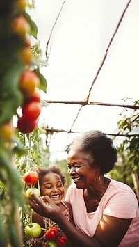 close up photo of African American grandmother and granddaughter picking up fresh tomatoes in the greenhouse. 