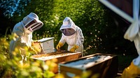 Beekeeper apiary farm. 