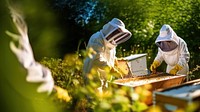 Beekeeper apiary farm. AI generated Image by rawpixel.