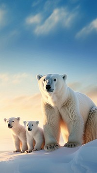 photo of polar bears in the arctic. 