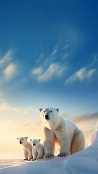 photo of polar bears in the arctic. 