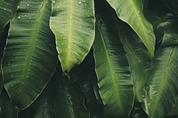 Banana leaves outdoors nature plant. 