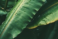 Banana leaves outdoors nature plant. 