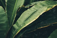 Banana leaves outdoors nature plant. 