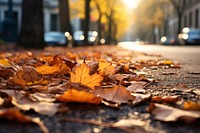 Autumn leaves street plant leaf. 