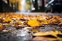 Autumn leaves street yellow plant. 