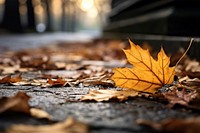 Autumn leaves tree street yellow. 