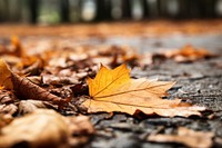 Autumn leaves tree  plant. 