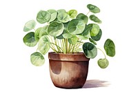 Chinese money plant leaf white background houseplant. AI generated Image by rawpixel.