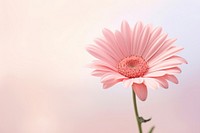 Pink Daisy Flower flower daisy blossom. AI generated Image by rawpixel.