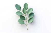 Plant herbs leaf white background. 