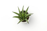 Plant plant aloe leaf. 