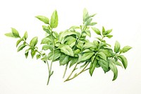 Arabian herbs plant leaf white background. AI generated Image by rawpixel.