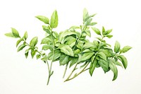 Arabian herbs plant leaf white background. 