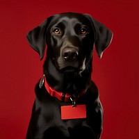 Name tag collar dog animal. 