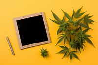 Cannabis plant table leaf. AI generated Image by rawpixel.