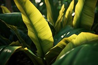 Leaves nature green outdoors. 