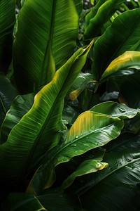 Banana leaves nature green outdoors. 