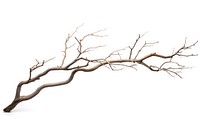 Tree branch plant white background tranquility. AI generated Image by rawpixel.