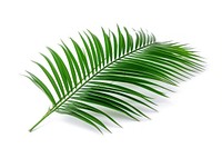 Tropical plants leaf tree fern. AI generated Image by rawpixel.