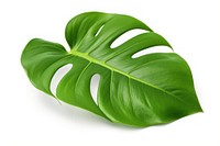 Tropical plants leaf white background xanthosoma. AI generated Image by rawpixel.