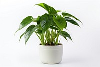 Tropical plants leaf white background houseplant. AI generated Image by rawpixel.