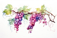 Vines vine grapes fruit. AI generated Image by rawpixel.