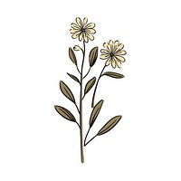 Daisy pattern drawing flower. 