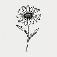 Botanical daisy drawing flower sketch. 