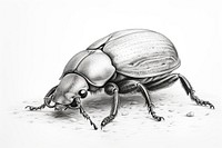 Dung beetle drawing animal insect. 