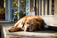 Dog sleeping mammal animal. 