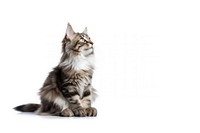 Pet mammal animal kitten. AI generated Image by rawpixel.