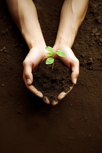 Little tree gardening planting outdoors. 