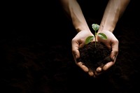 Little tree planting outdoors holding. 