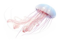 Jellyfish tentacle animal white background. 