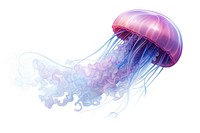Jellyfish tentacle white background invertebrate. AI generated Image by rawpixel.