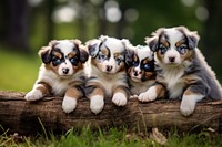 Australian Shepherd puppies animal mammal puppy. AI generated Image by rawpixel.