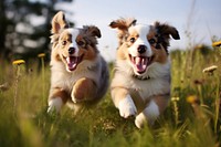 Australian Shepherd puppies grass outdoors mammal. AI generated Image by rawpixel.