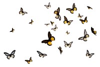 Butterflies flying animal insect. AI generated Image by rawpixel.