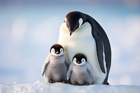 Penguin animal bird togetherness. 